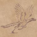 A pet Archaeopteryx sketched over the course of a few days