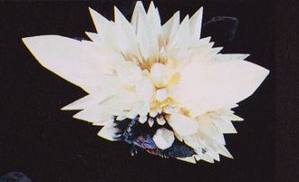 SpaceGodzilla's Flying Mode in Godzilla vs. SpaceGodzilla