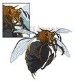 Giant mutant bee queen concept art