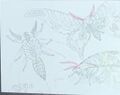 Mothra