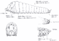 Mothra Larva concept art