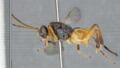 Thumbnail for version as of 16:21, 23 November 2025