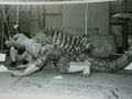 The Anguirus suit is nearly completed, but lacking paint and the horns on its head.
